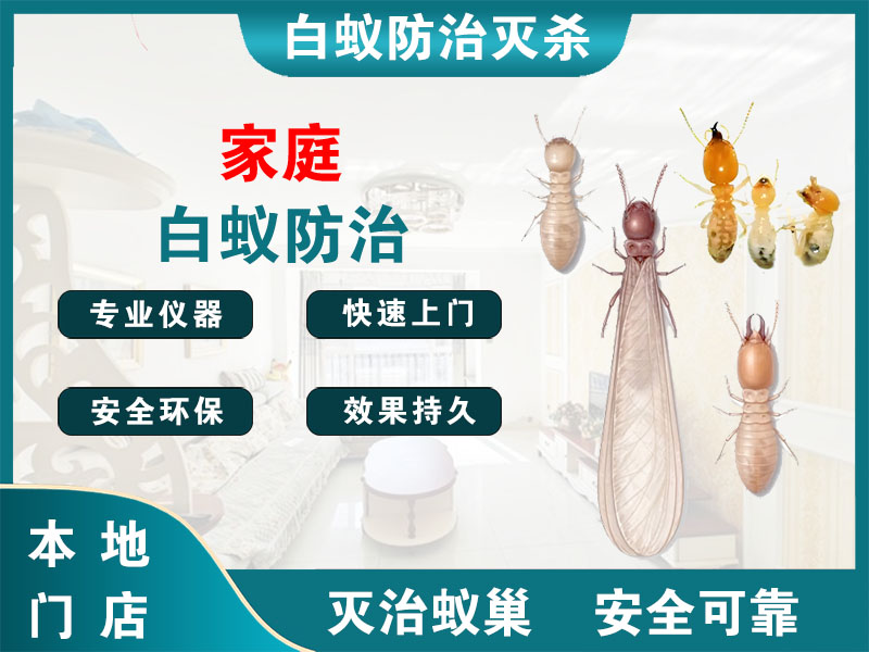 德清家庭白蚁防治
